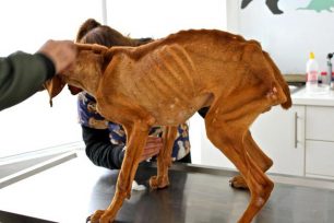 Το αποστεωμένο σκυλί που βρέθηκε στο Κορωπί πάσχει μόνο από ασιτία
